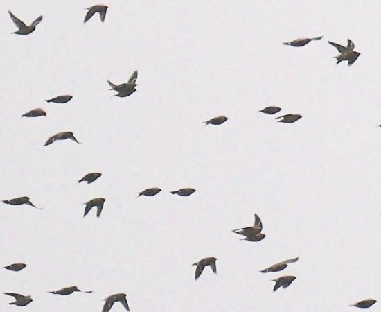 Jaseur boréal  - Hanna Żelichowska