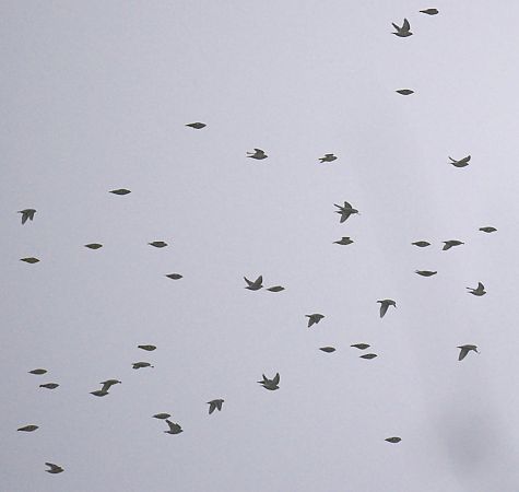 Seidenschwanz  - Hanna Żelichowska