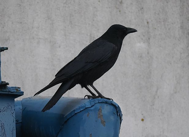 czarnowron  - Mariusz Dąbek