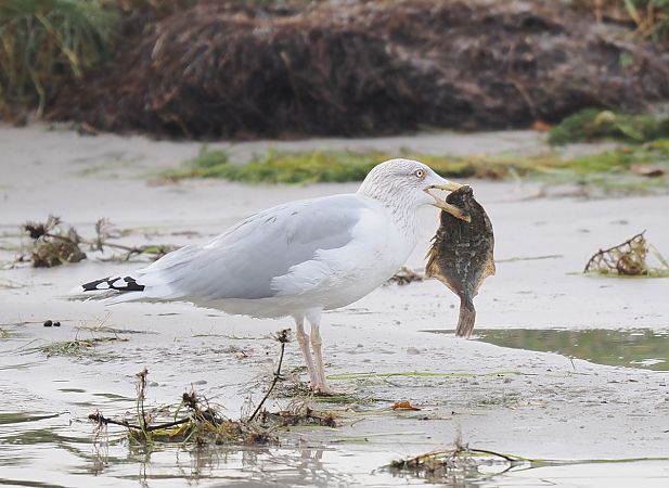 mewa srebrzysta  - Mariusz Dąbek