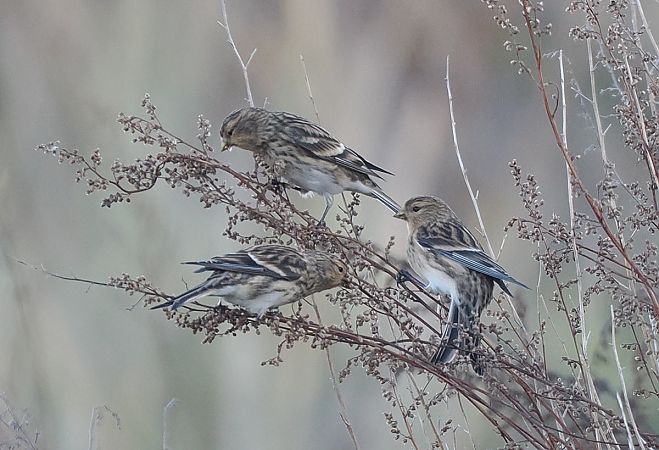Berghänfling  - Mariusz Dąbek