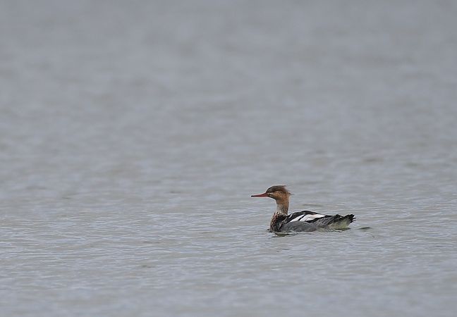 szlachar  - Mariusz Dąbek