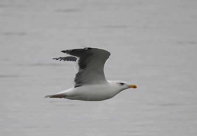 mewa siodłata  - Mariusz Dąbek
