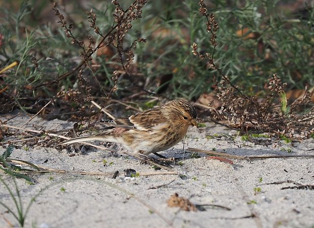 rzepołuch  - Mariusz Dąbek