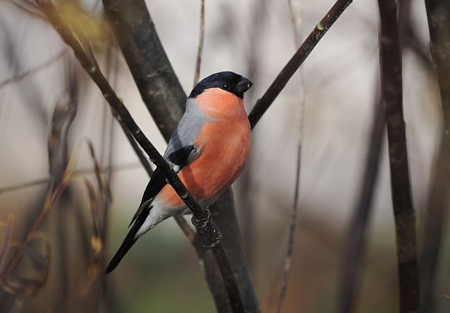 Gimpel  - Mariusz Dąbek