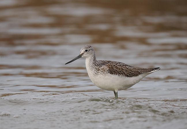 Common Greenshank  - Mariusz Dąbek