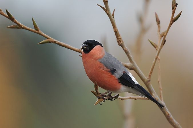 Gimpel  - Mariusz Dąbek