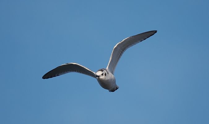 mewa mała  - Mariusz Dąbek