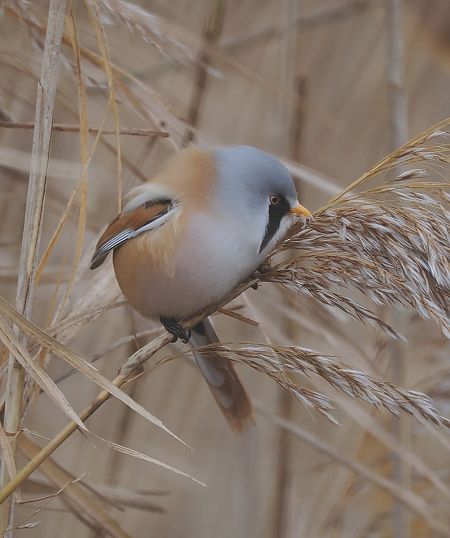 wąsatka  - Mariusz Dąbek