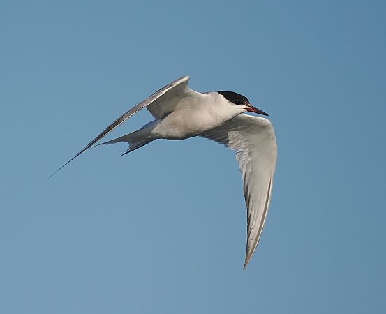 rybitwa rzeczna  - Mariusz Dąbek