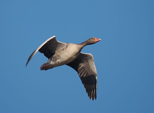 gęgawa  - Mariusz Dąbek