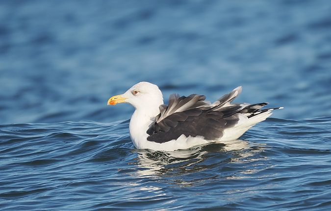 mewa siodłata  - Mariusz Dąbek