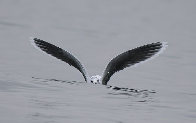 Zwergmöwe  - Mariusz Dąbek