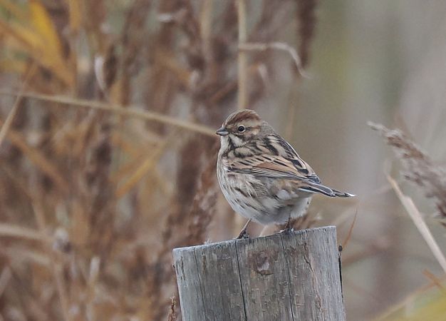Common Reed Bunting  - Mariusz Dąbek