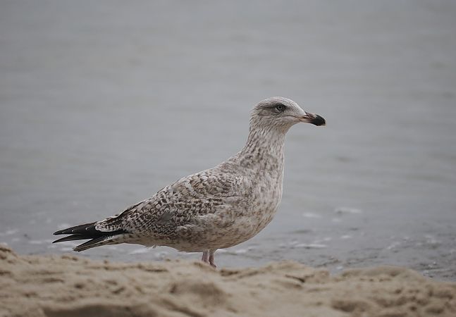 mewa srebrzysta  - Mariusz Dąbek