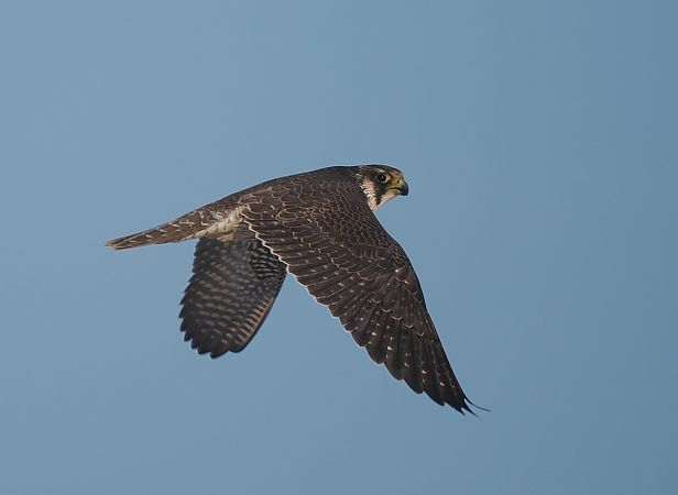 sokół wędrowny  - Mariusz Dąbek