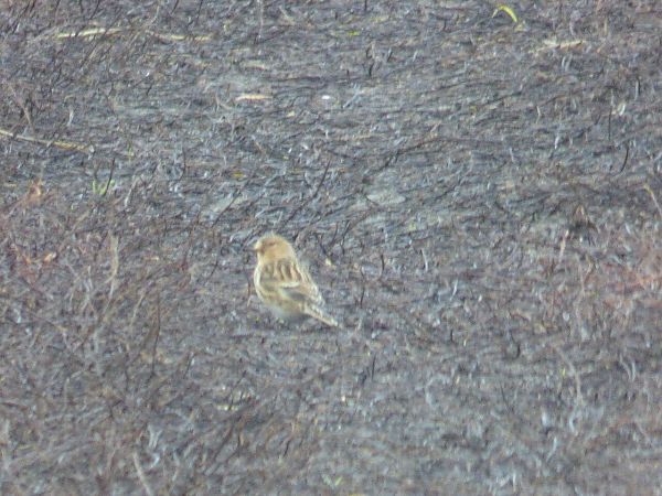 rzepołuch  - Szymon Olszewski