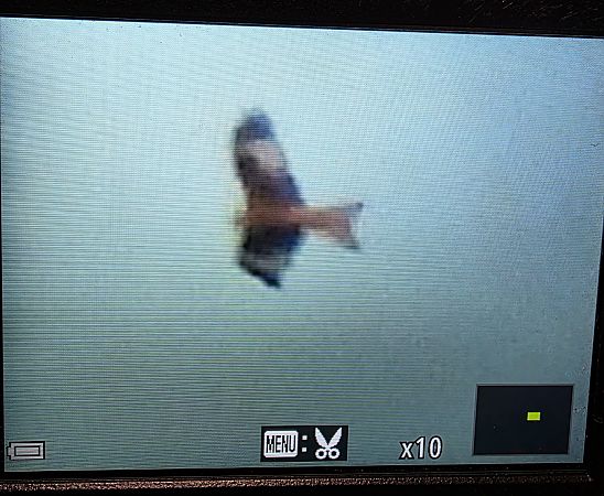 kania ruda  - Robert Locman