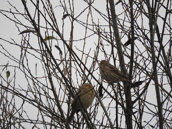 Corn Bunting  - Janusz Maliczak