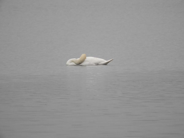 Mute Swan  - Janusz Maliczak