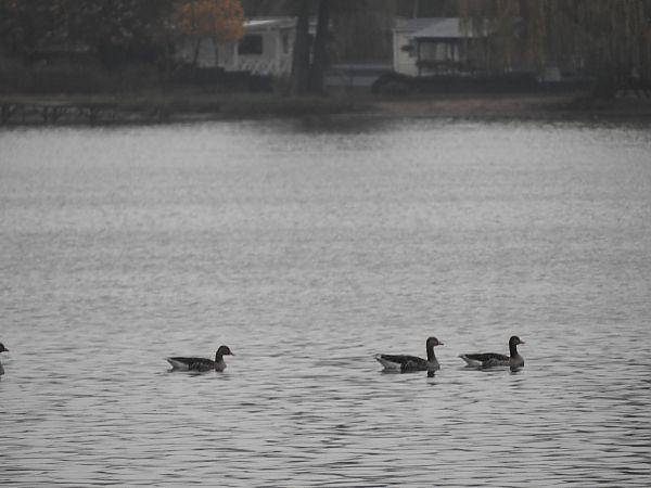 gęgawa  - Janusz Maliczak