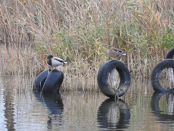 Mallard  - Janusz Maliczak