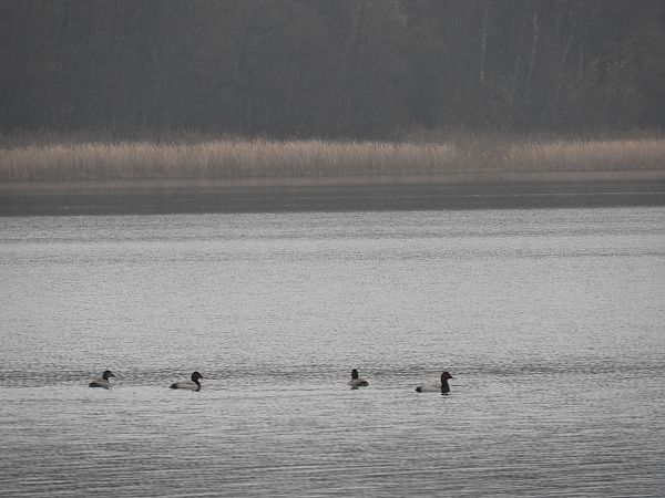 Common Pochard  - Janusz Maliczak