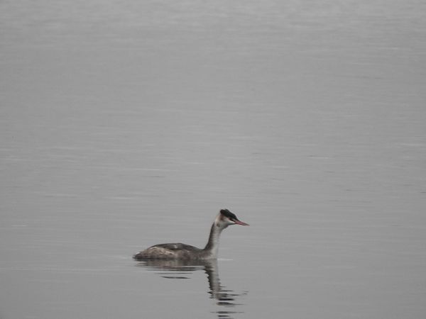 perkoz dwuczuby  - Janusz Maliczak