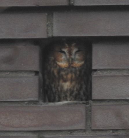 puszczyk  - Janusz Maliczak