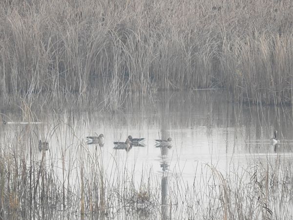 gęgawa  - Janusz Maliczak