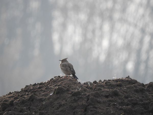 Crested Lark  - Janusz Maliczak