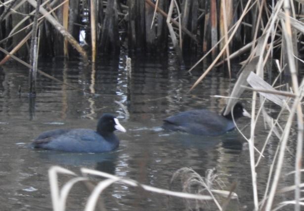 Blässhuhn  - Janusz Maliczak