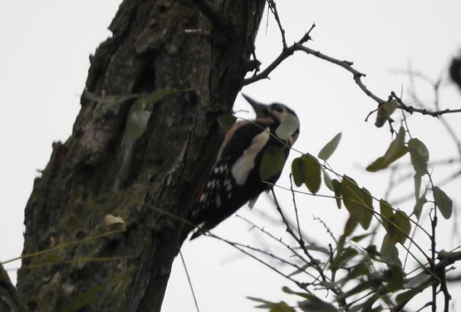 dzięcioł duży  - Janusz Maliczak
