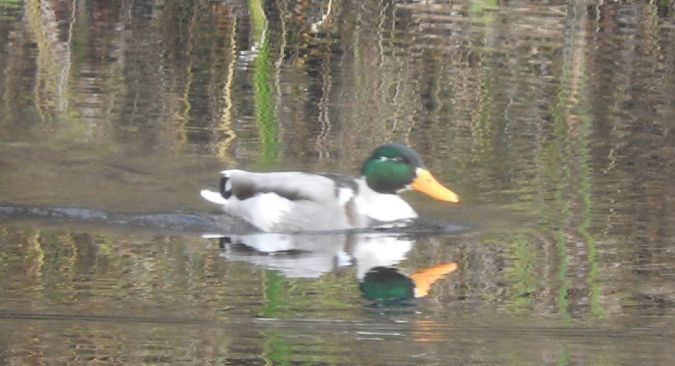 krzyżówka  - Janusz Maliczak