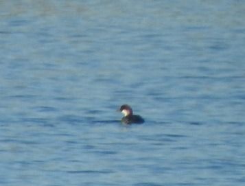 Smew  - Janusz Maliczak