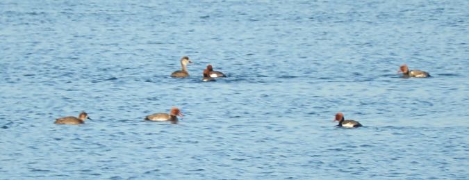 hełmiatka  - Janusz Maliczak