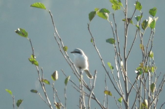Great Grey Shrike  - Janusz Maliczak
