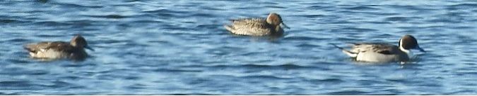 Northern Pintail  - Janusz Maliczak