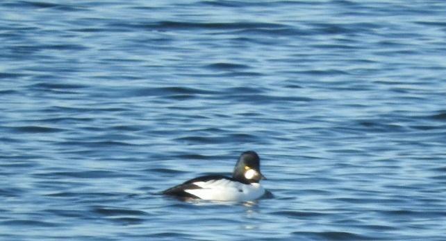 gągoł  - Janusz Maliczak