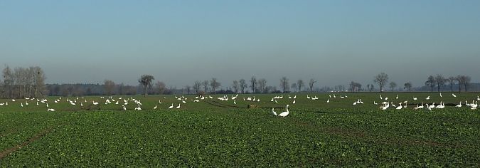 łabędź niemy  - Janusz Maliczak