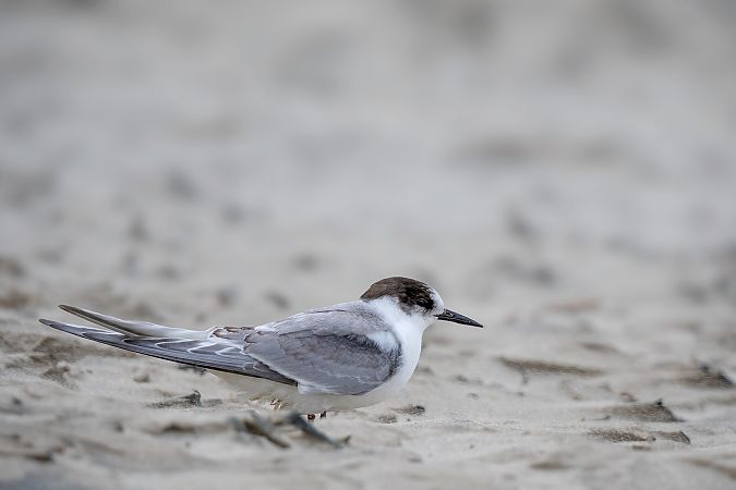 Arctic Tern  - Ewa Janas