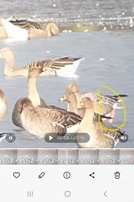 gęś krótkodzioba  - Rafał Kuczmaszewski