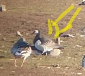 bernikla białolica  - Rafał Kuczmaszewski