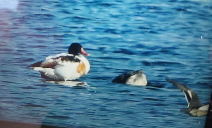 ohar  - Rafał Kuczmaszewski