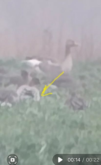 Pink-footed Goose  - Rafał Kuczmaszewski
