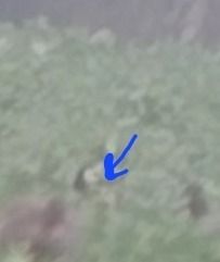 bernikla białolica  - Rafał Kuczmaszewski