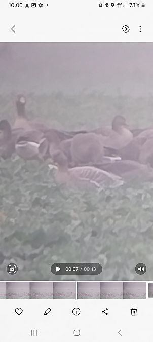 gęś krótkodzioba  - Rafał Kuczmaszewski