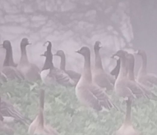 bernikla białolica  - Rafał Kuczmaszewski