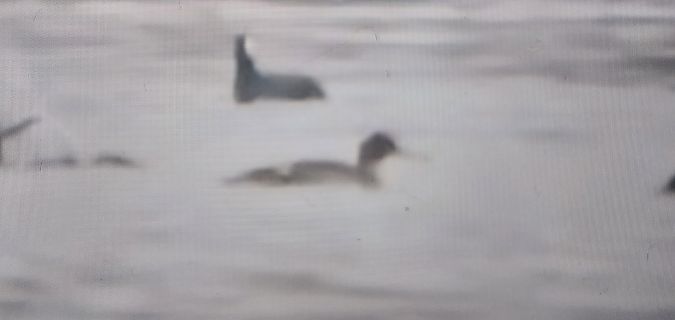 szlachar  - Rafał Kuczmaszewski