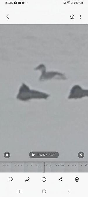 perkoz rogaty  - Rafał Kuczmaszewski